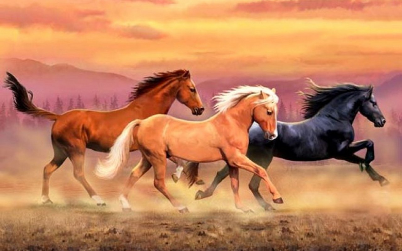 Wild Horses Wallpapers