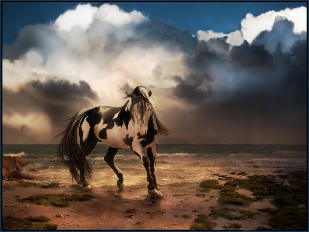 Wild Horses Wallpapers