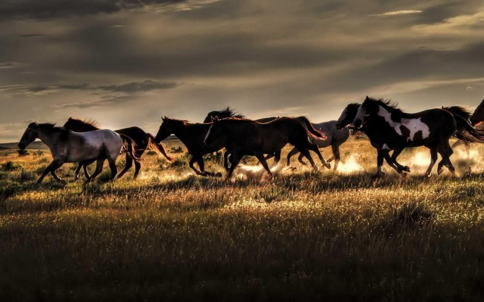 Wild Horses Wallpapers