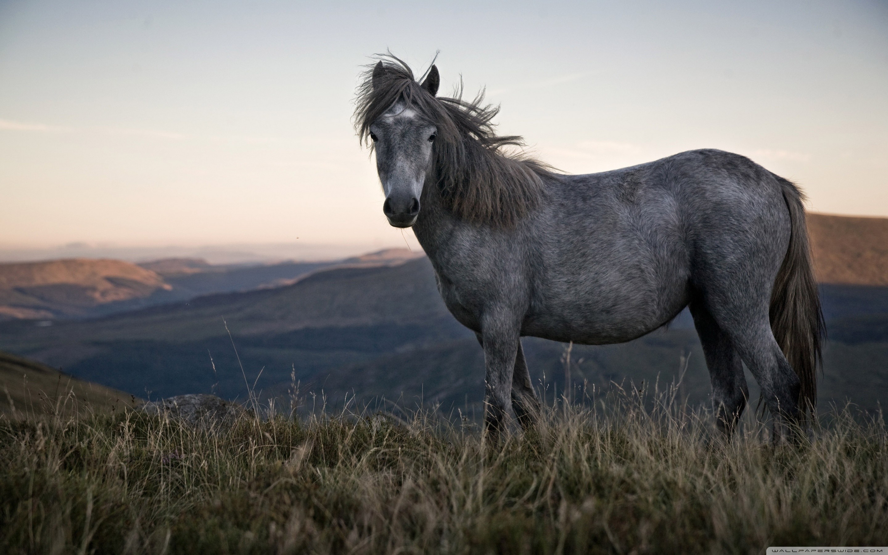 Wild Horses Wallpapers