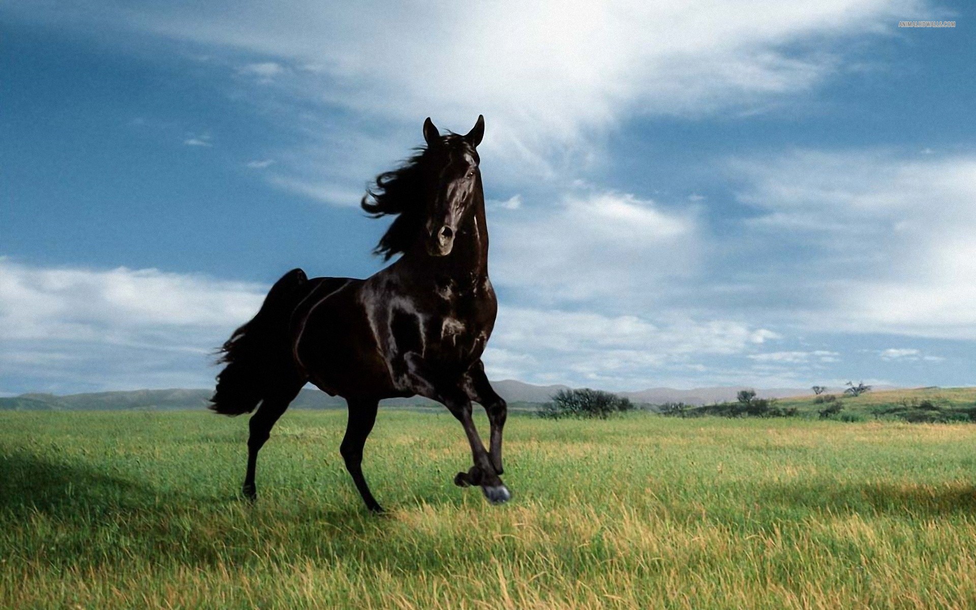 Wild Horses Wallpapers