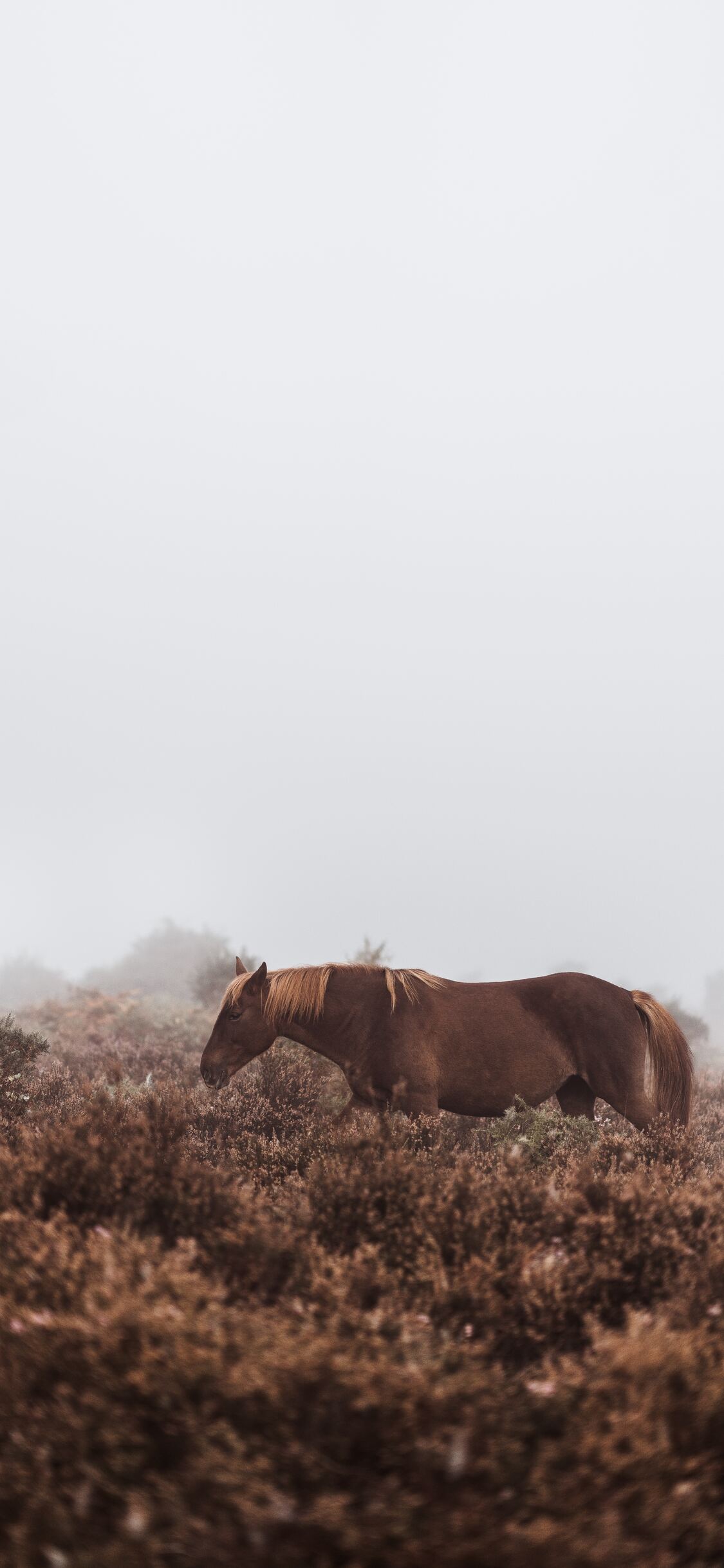 Wild Horses Wallpapers