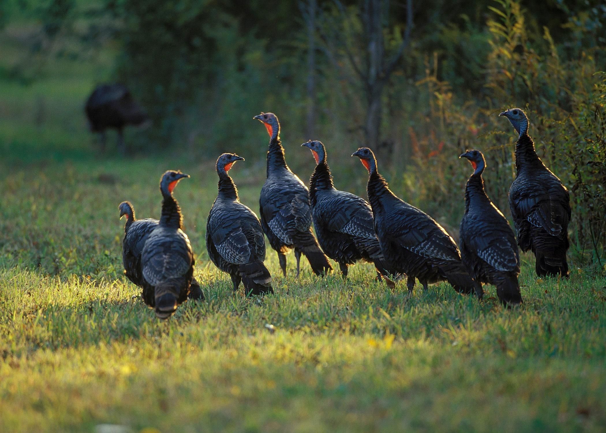 Wild Turkey Wallpapers