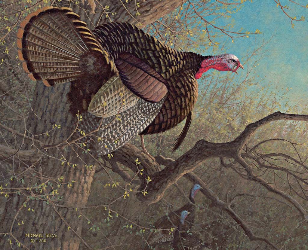 Wild Turkey Wallpapers
