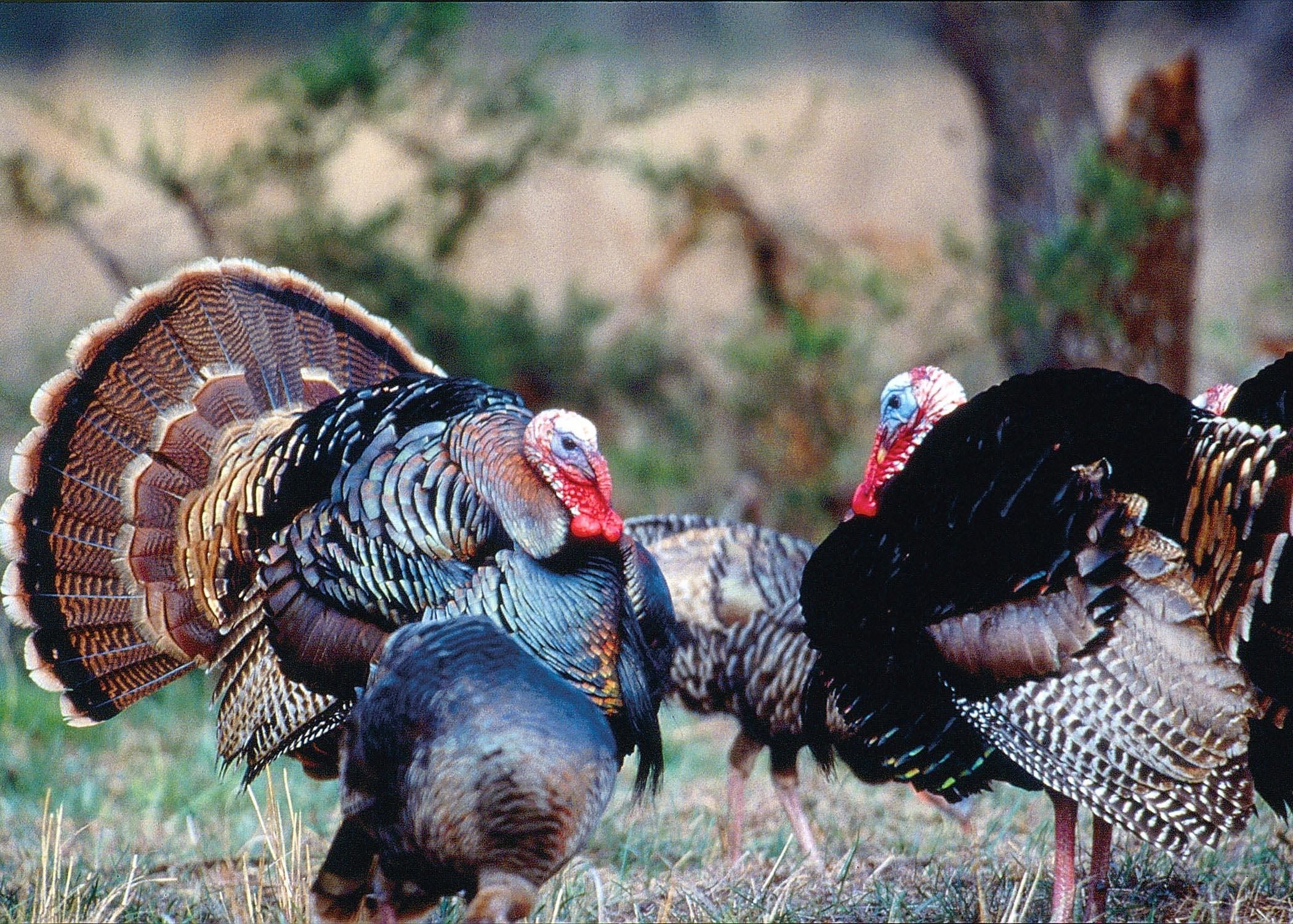 Wild Turkey Wallpapers