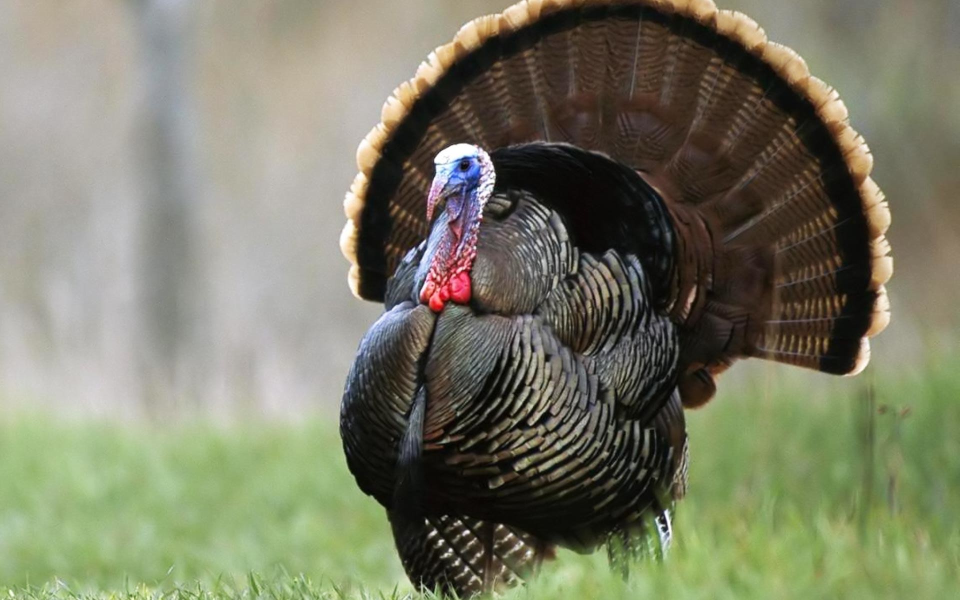 Wild Turkey Wallpapers