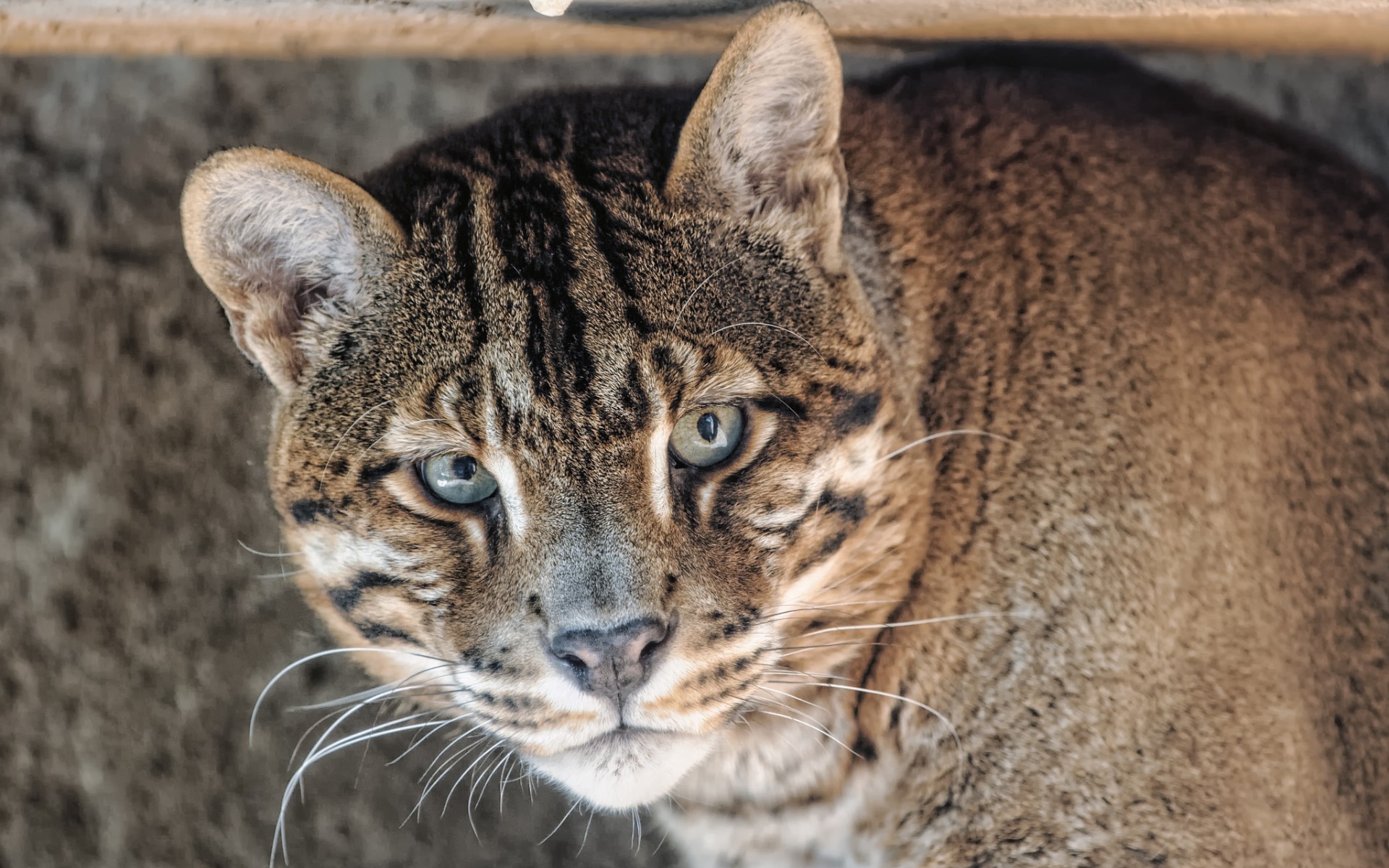 Wildcat Background