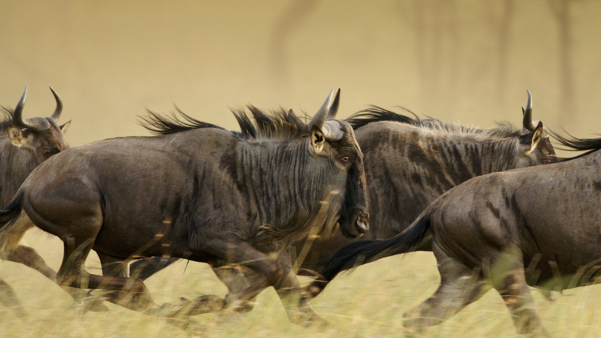 Wildebeest Wallpapers