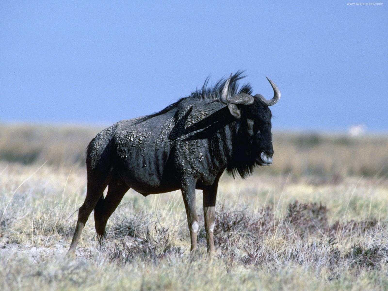 Wildebeest Wallpapers