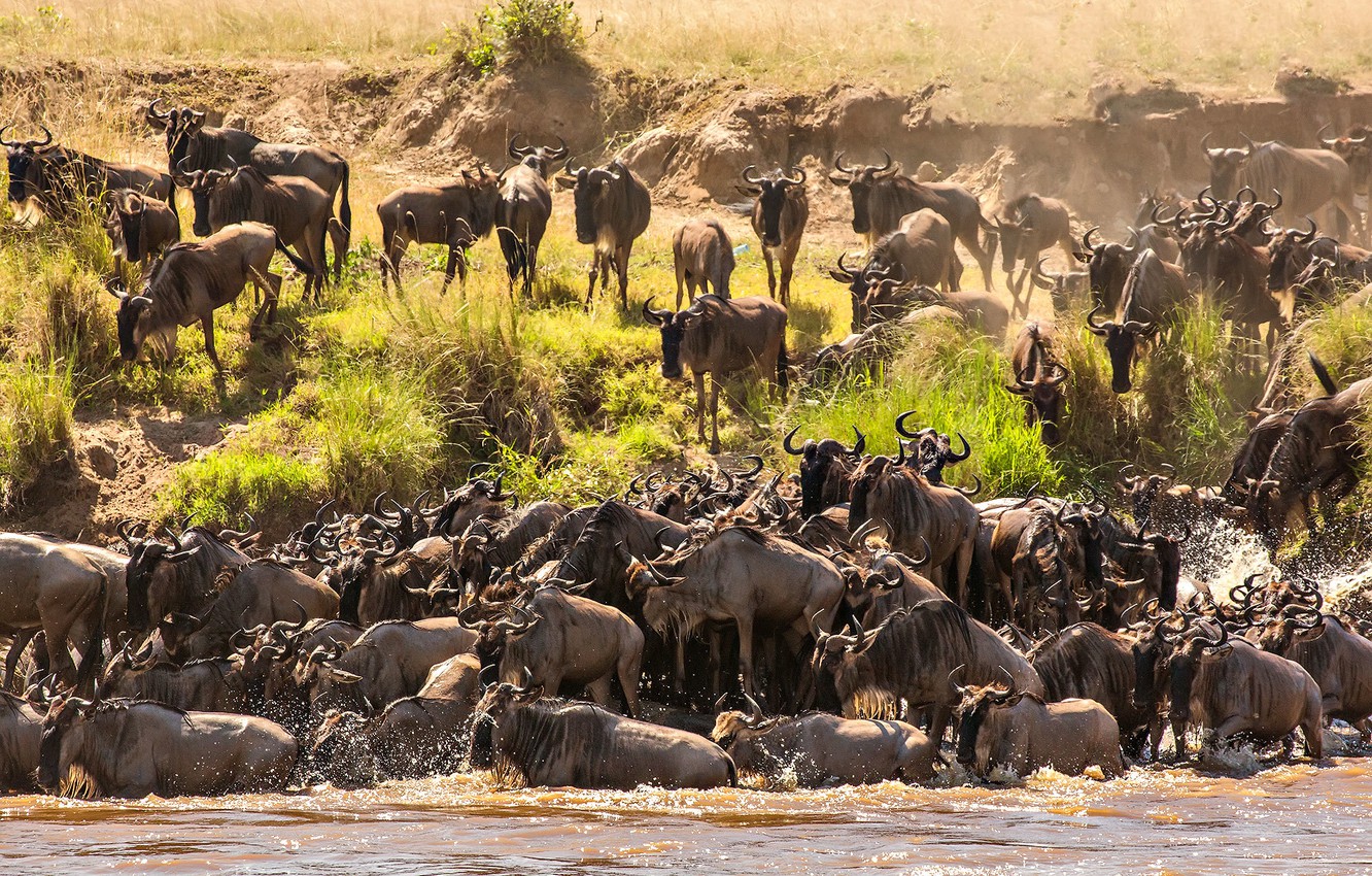 Wildebeest Wallpapers