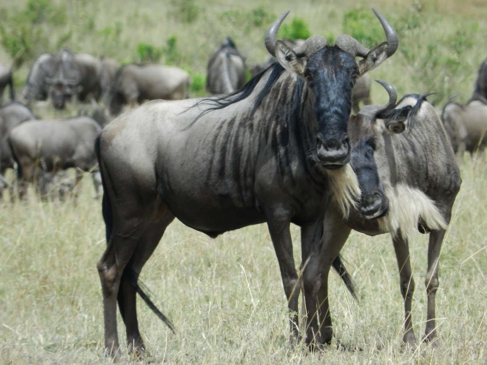 Wildebeest Wallpapers