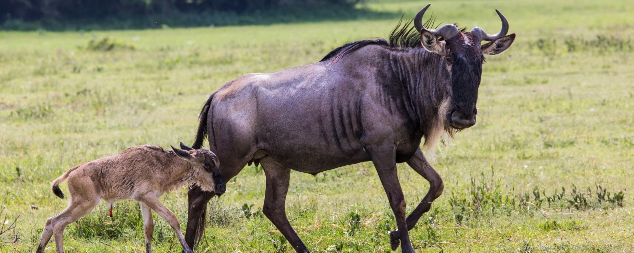 Wildebeest Wallpapers