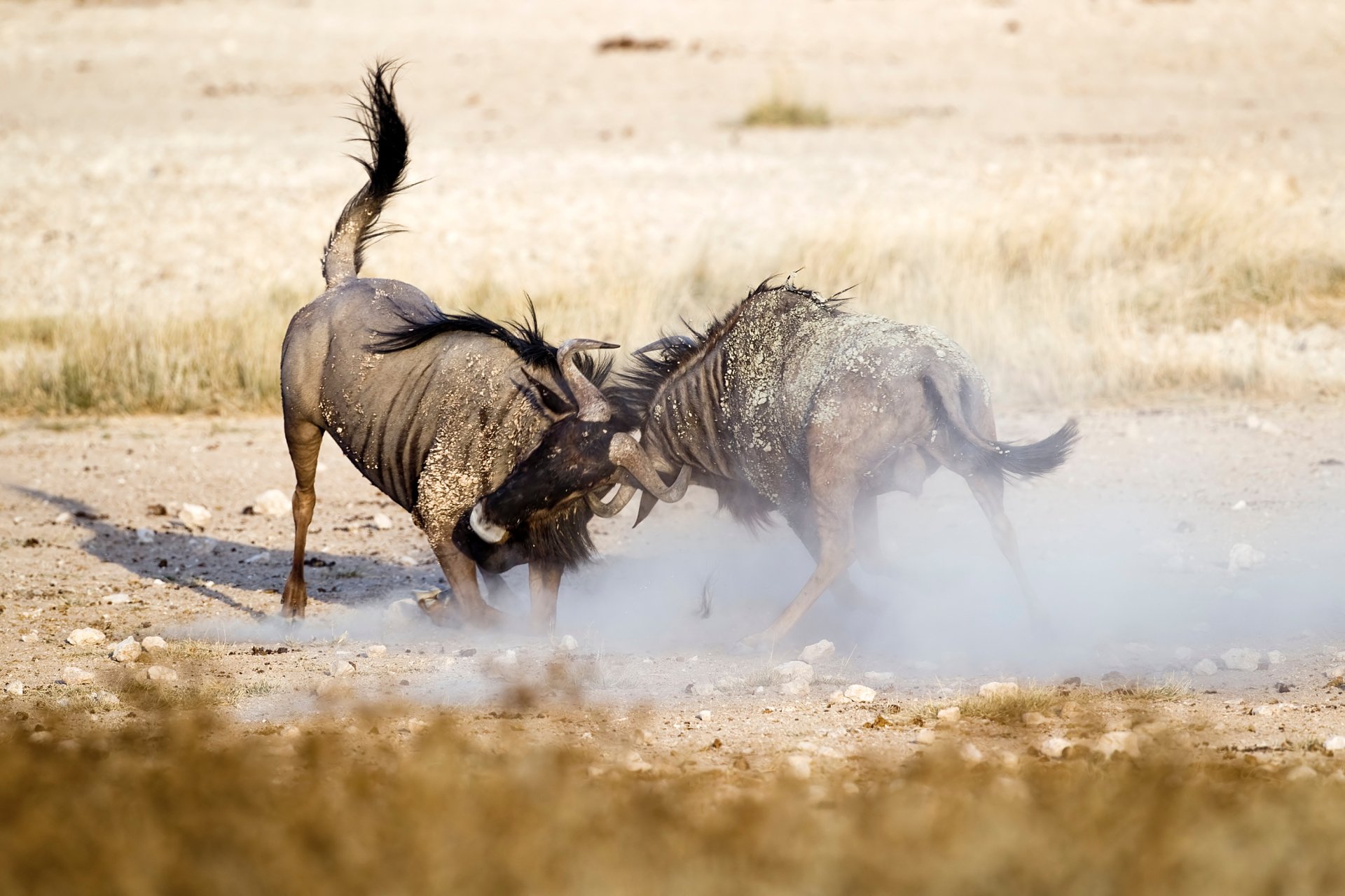 Wildebeest Wallpapers