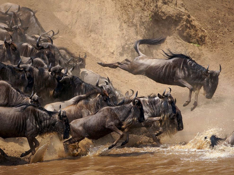 Wildebeest Wallpapers