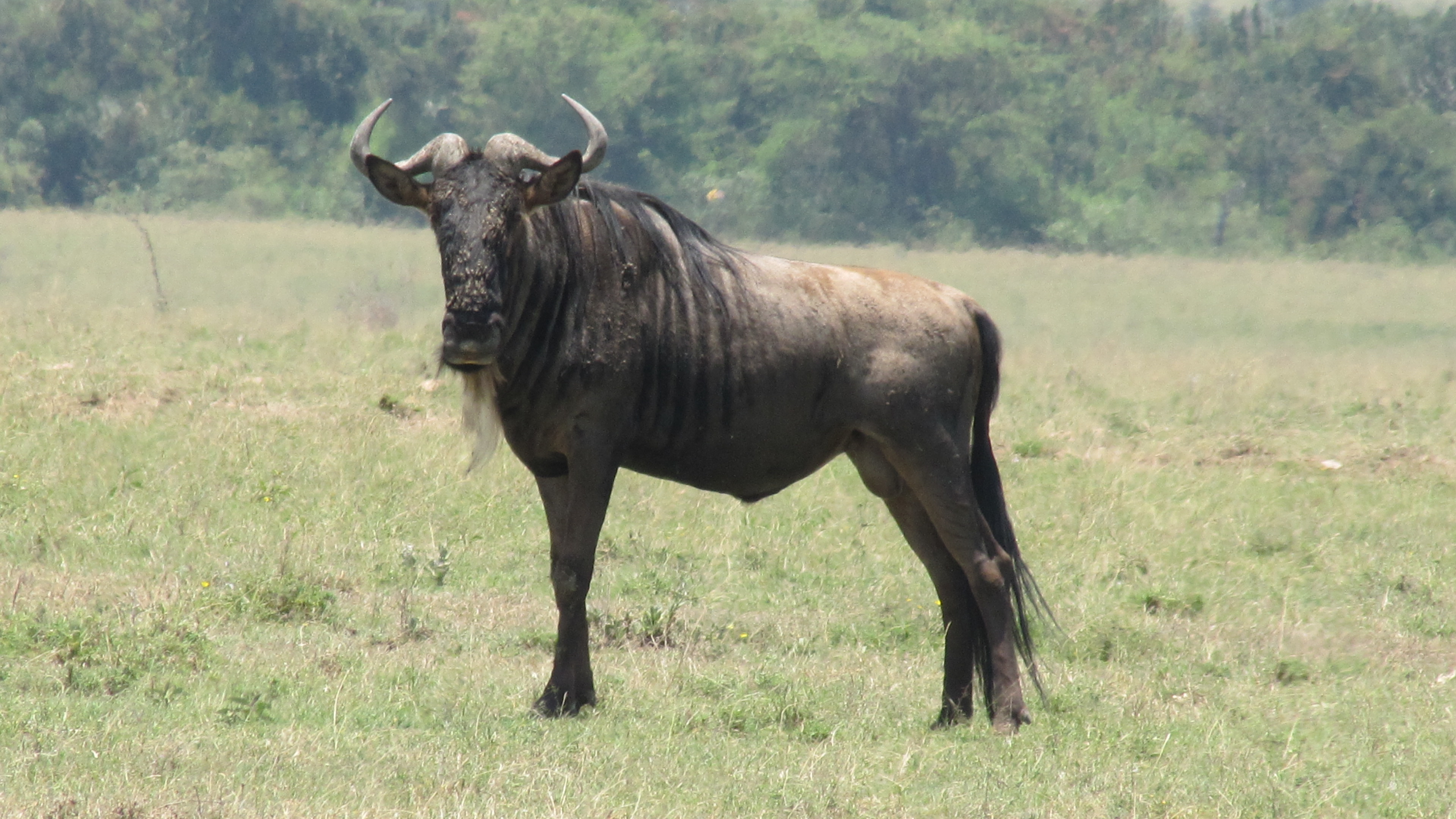 Wildebeest Wallpapers