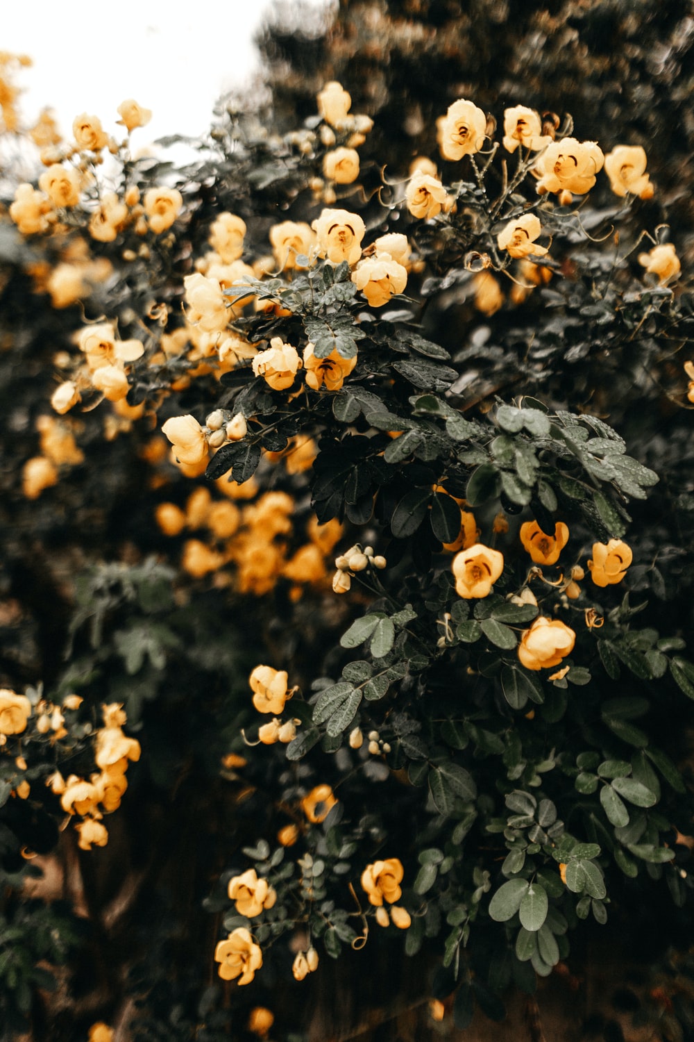 Wildflower Background