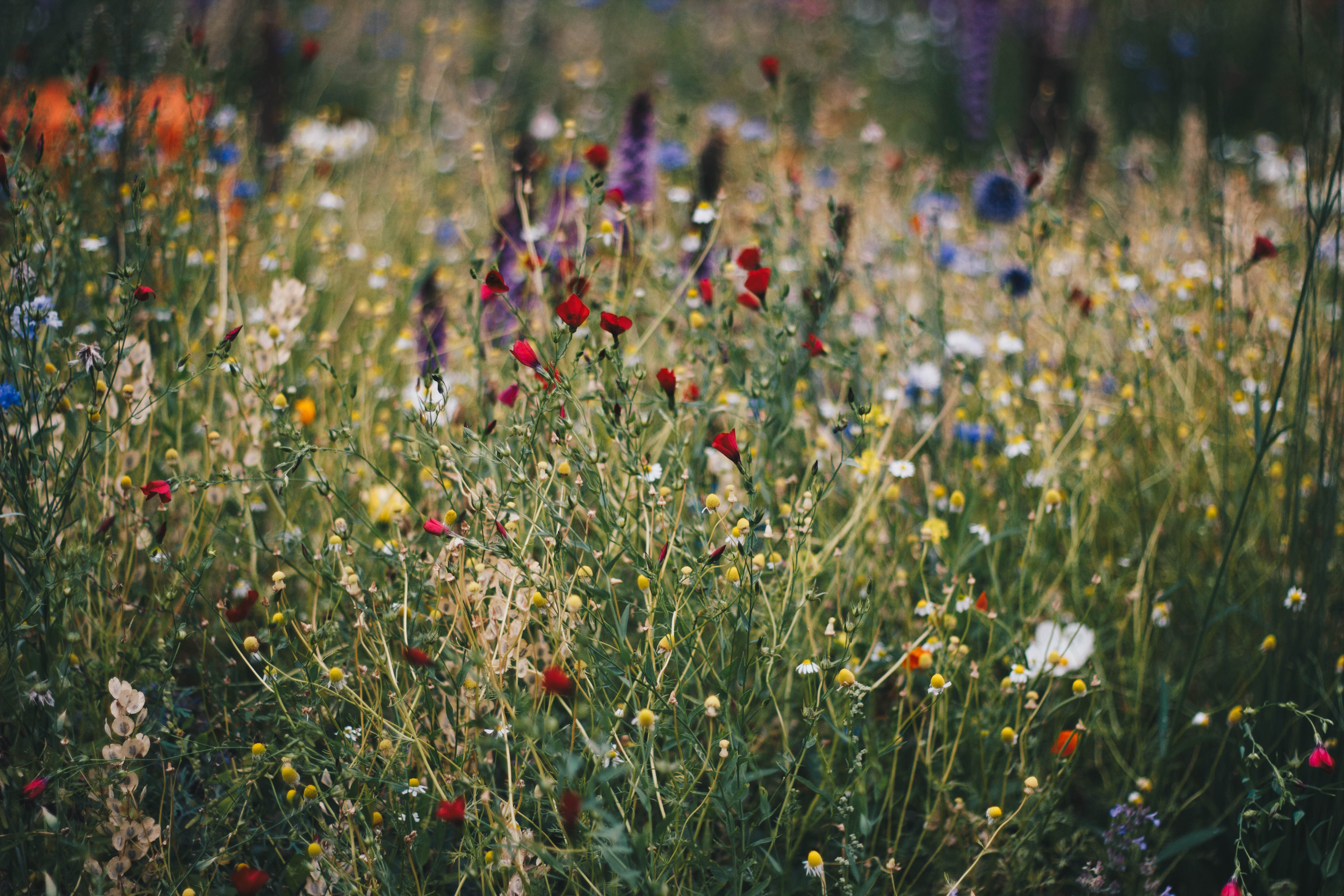 Wildflower Background