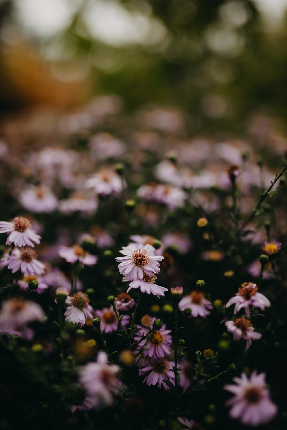 Wildflower Background