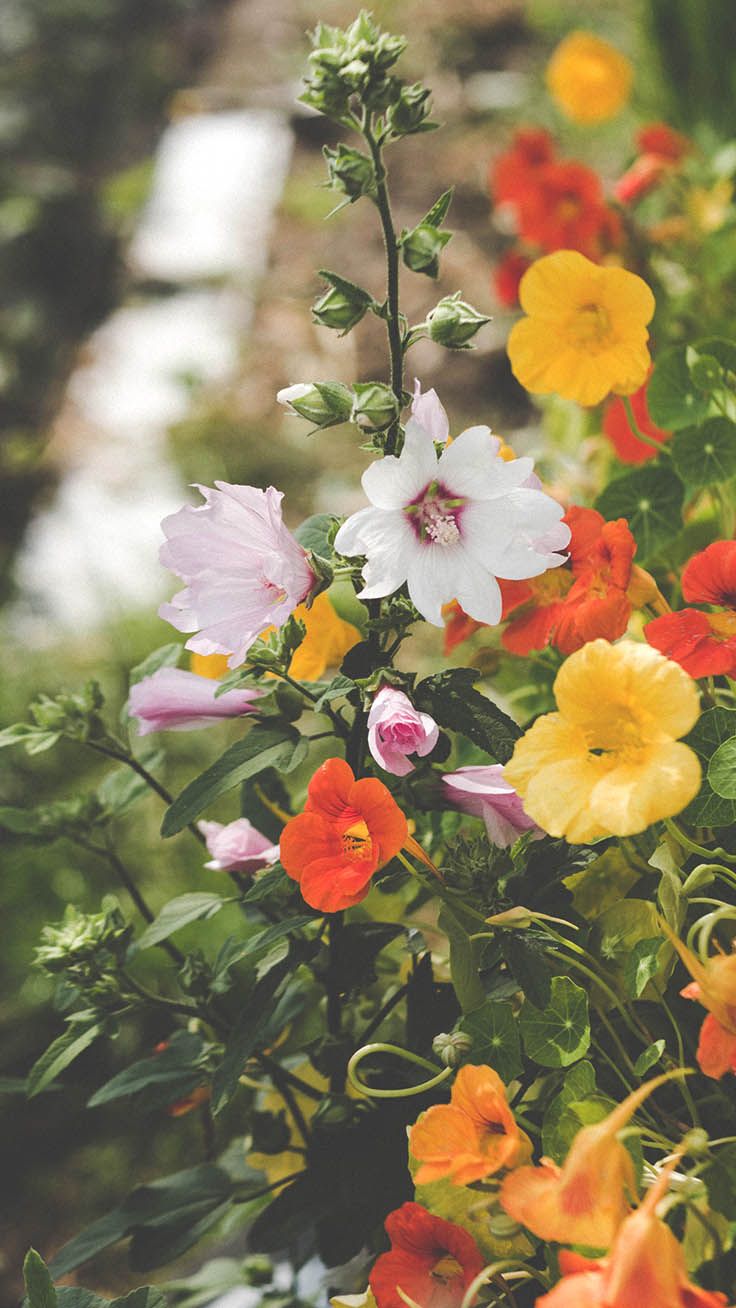 Wildflower Background