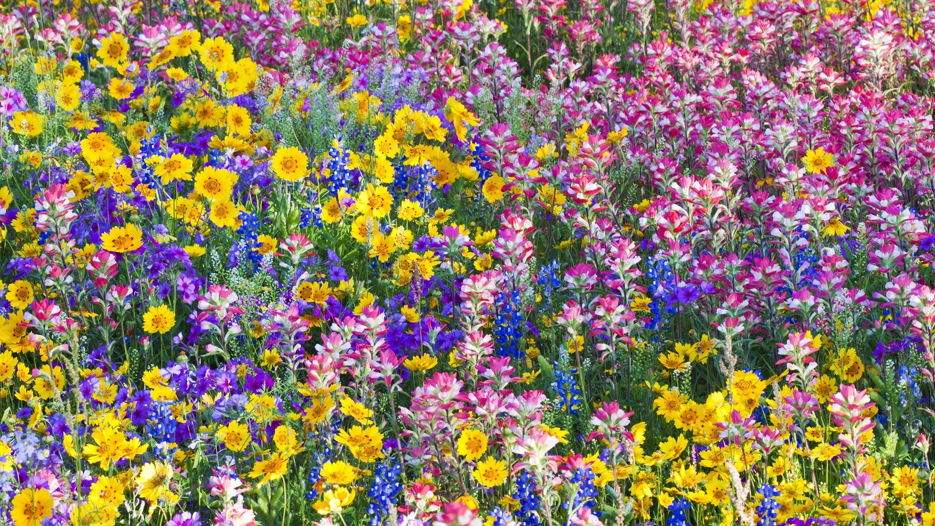 Wildflower Background