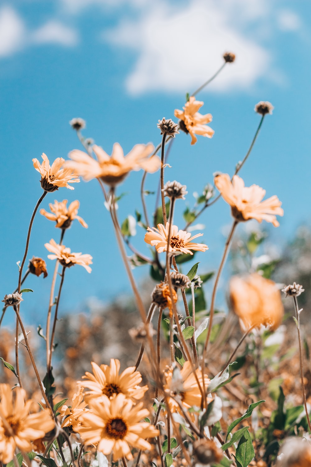 Wildflower Background