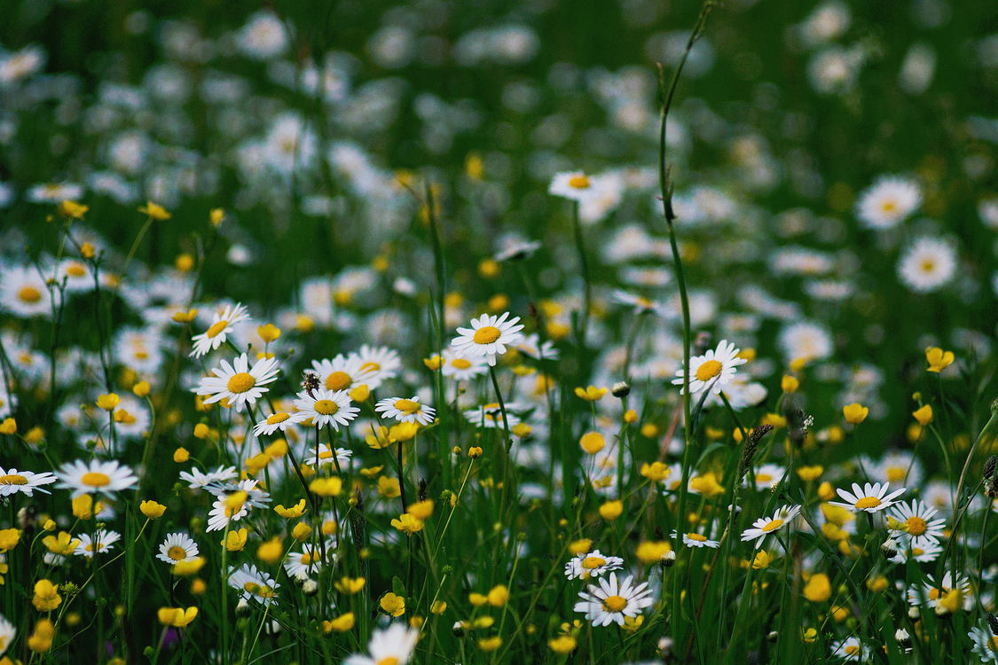 Wildflowers Desktop Wallpapers