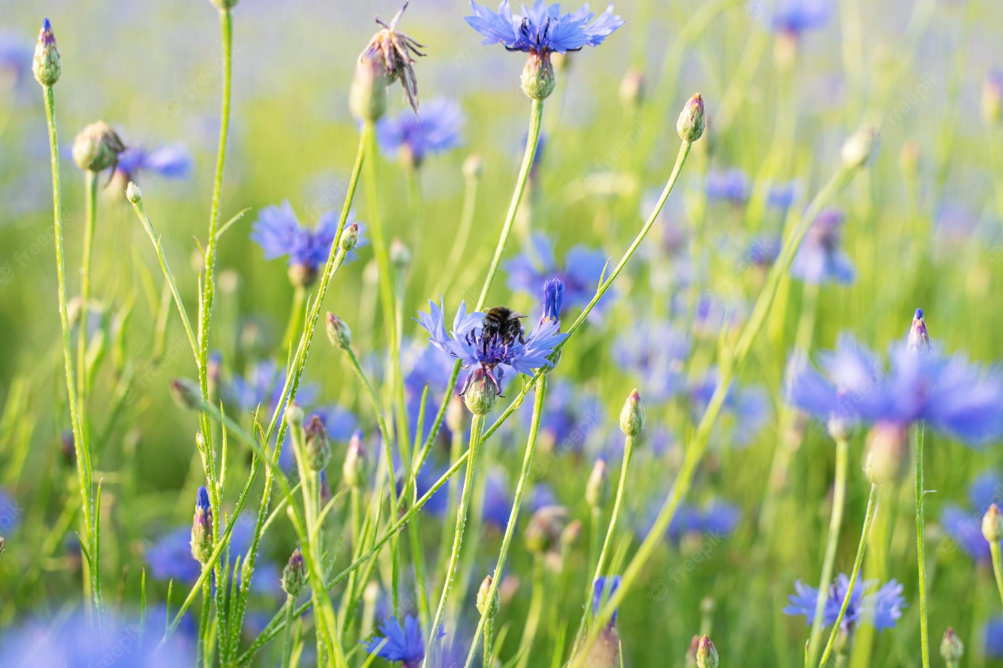 Wildflowers Desktop Wallpapers