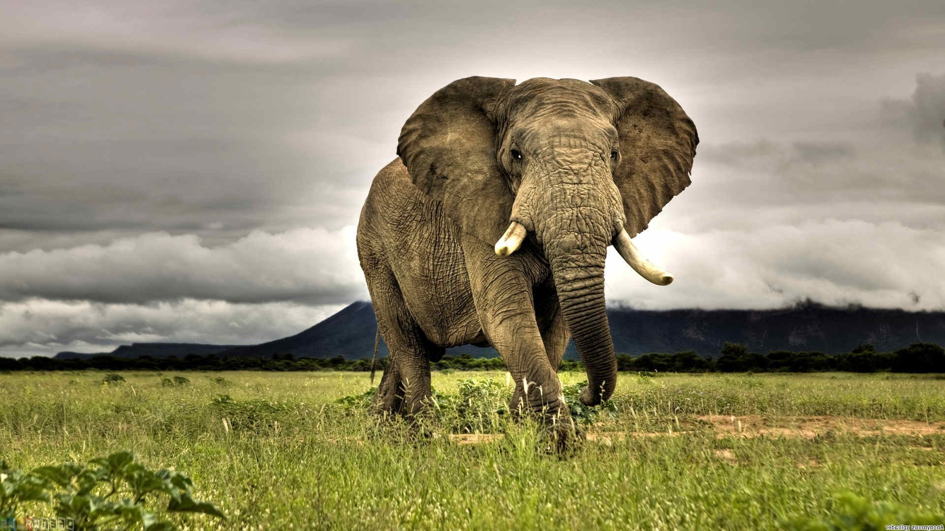 Wildlife Photography Hd Wallpapers