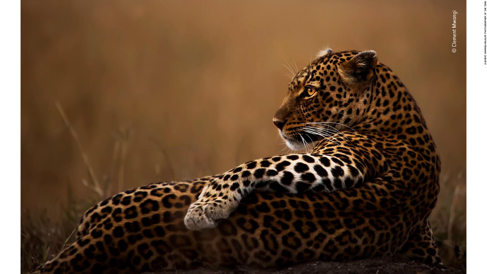 Wildlife Photography Hd Wallpapers