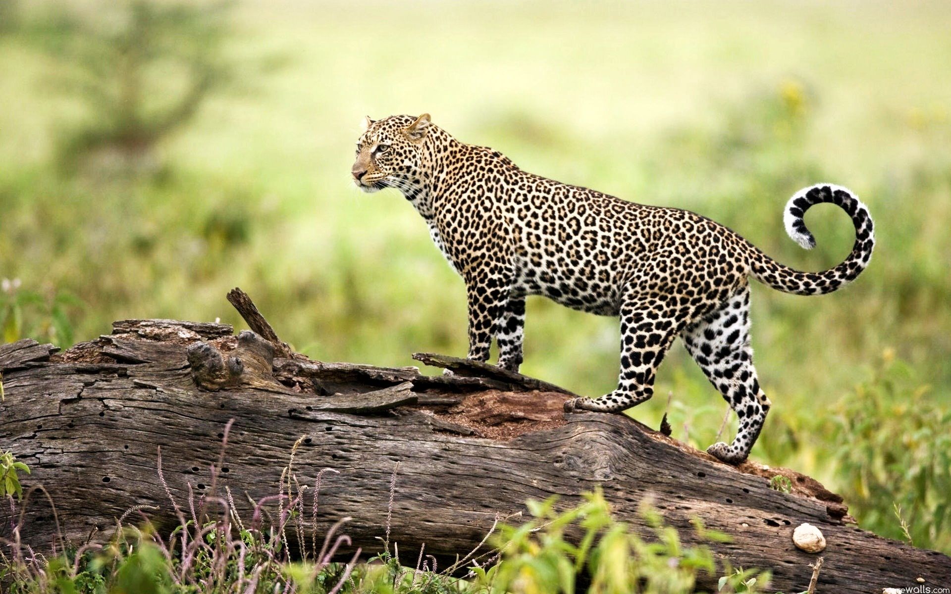 Wildlife Photography Hd Wallpapers