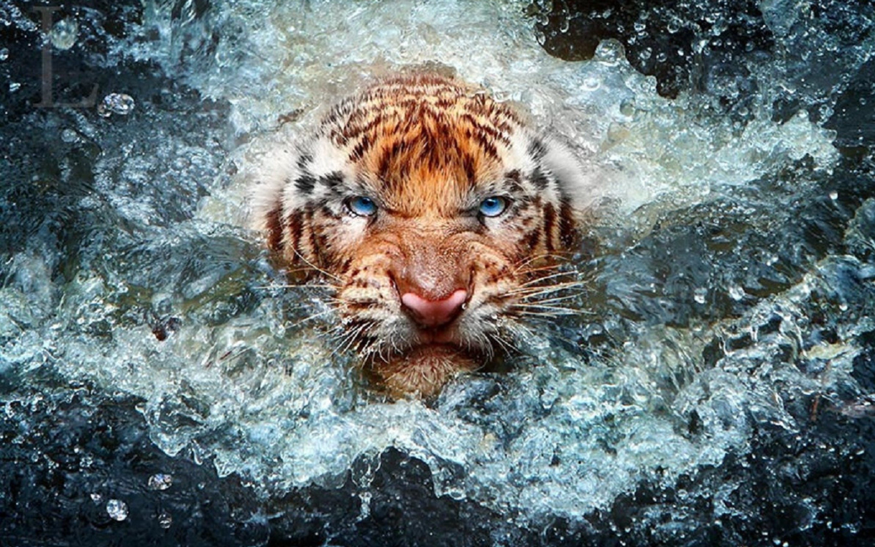 Wildlife Photography Hd Wallpapers