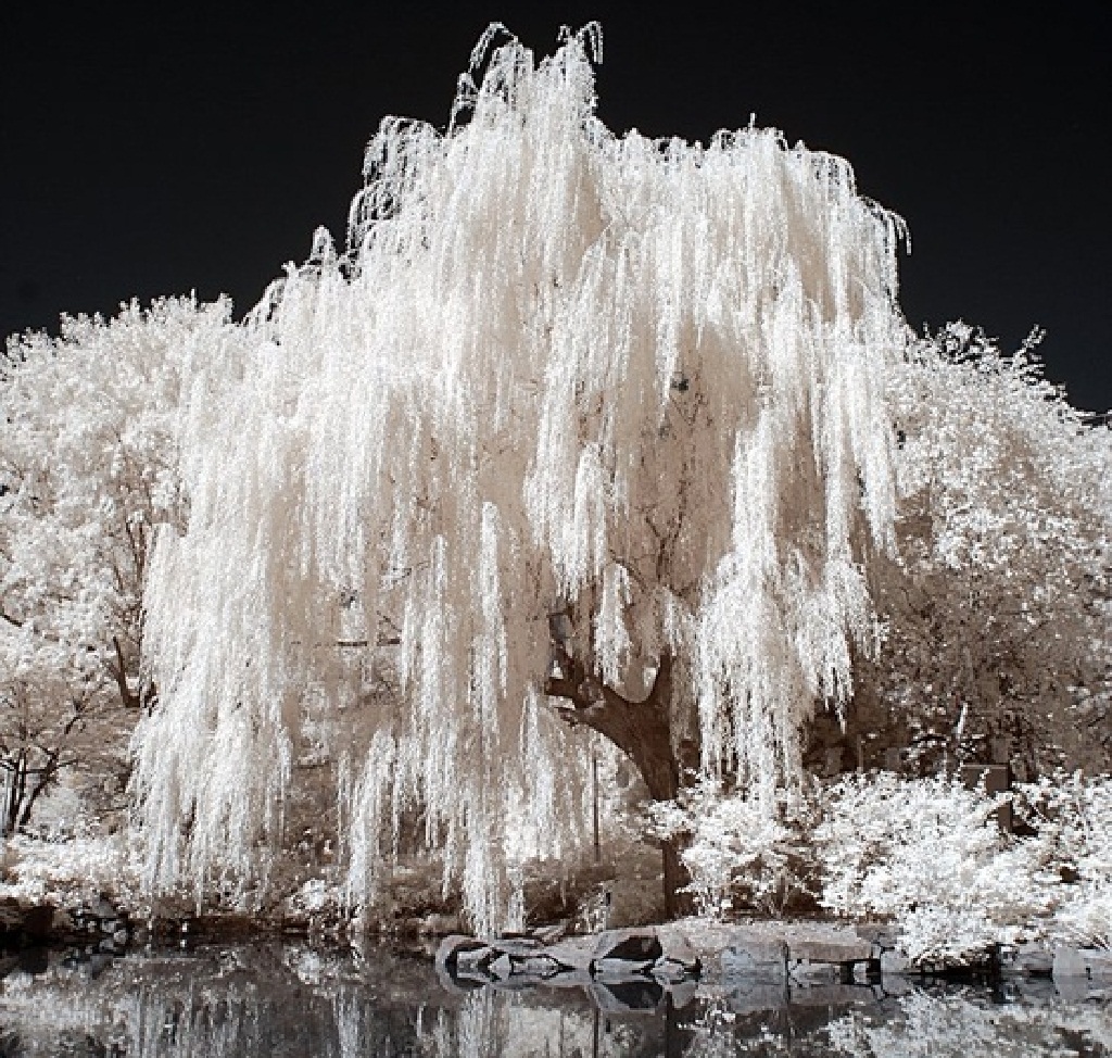 Willow Tree Background