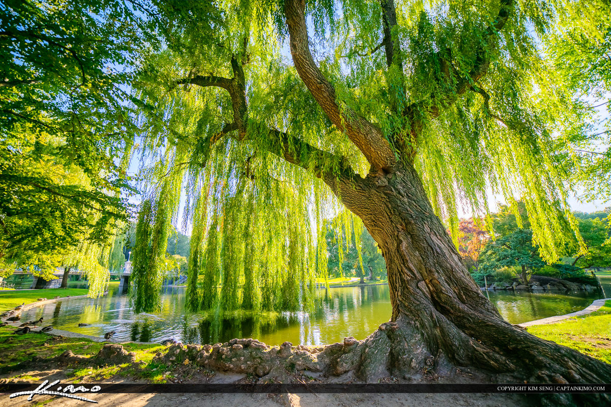 Willow Tree Background