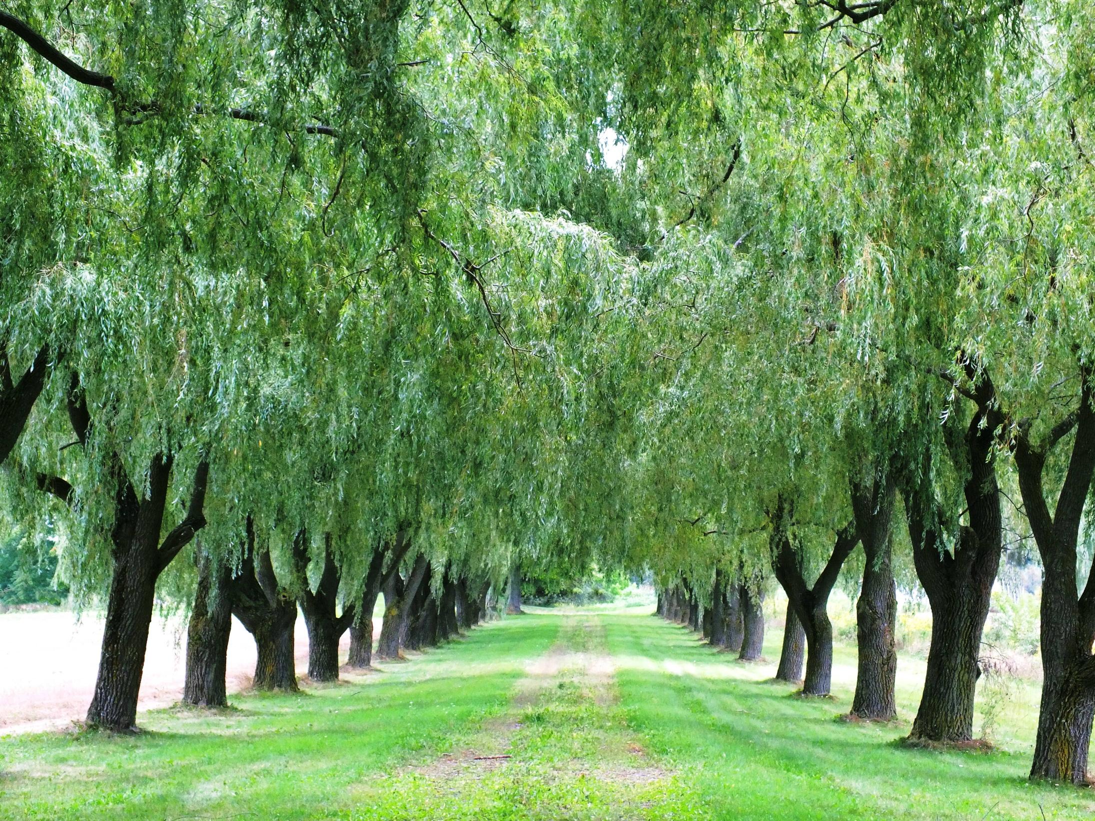 Willow Tree Background