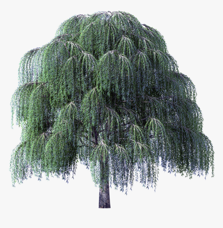 Willow Tree Background