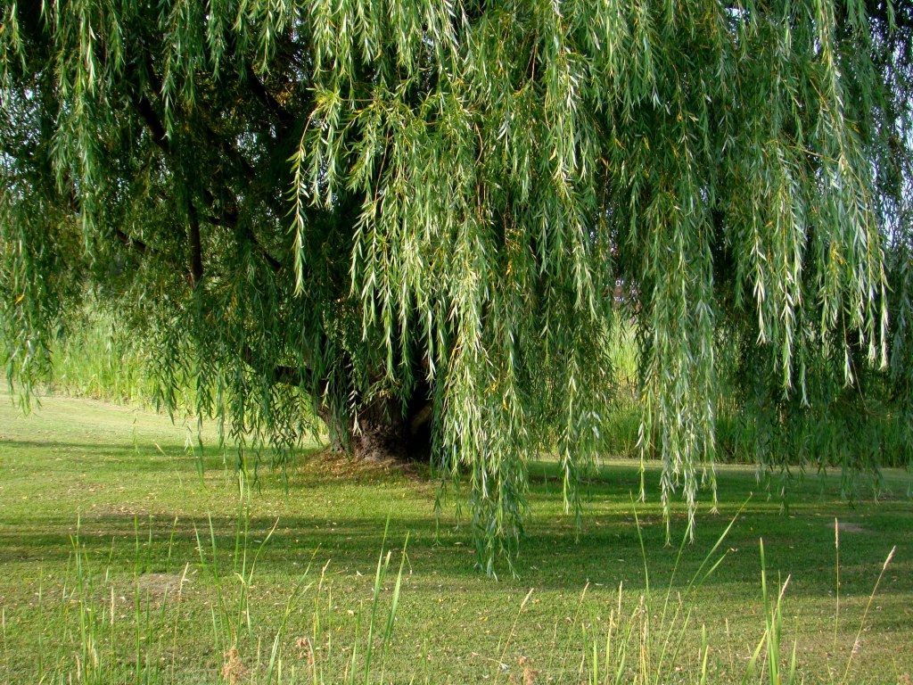 Willow Tree Background