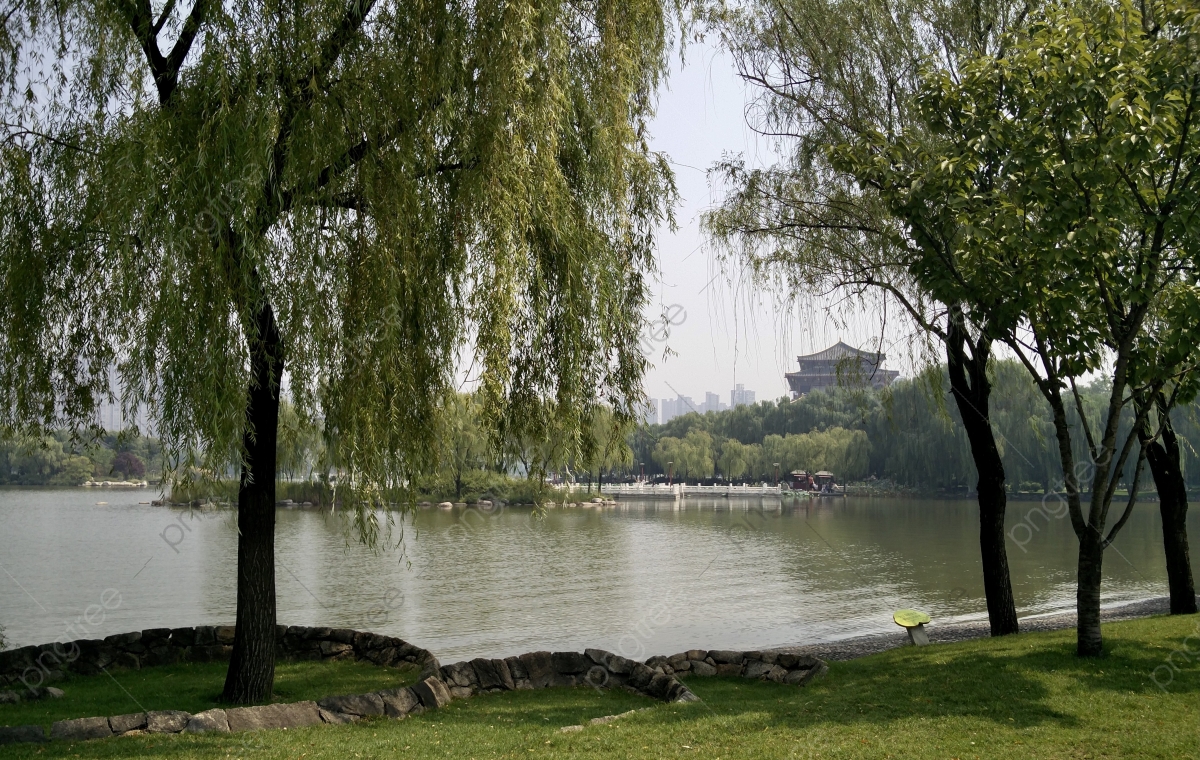 Willow Tree Background