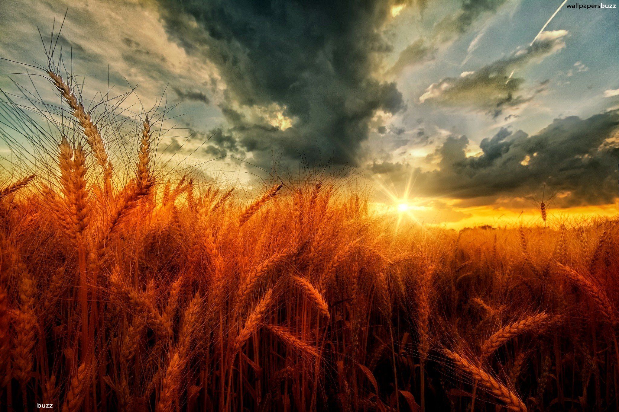 Windmill On Wheat Field At Sunset Wallpapers