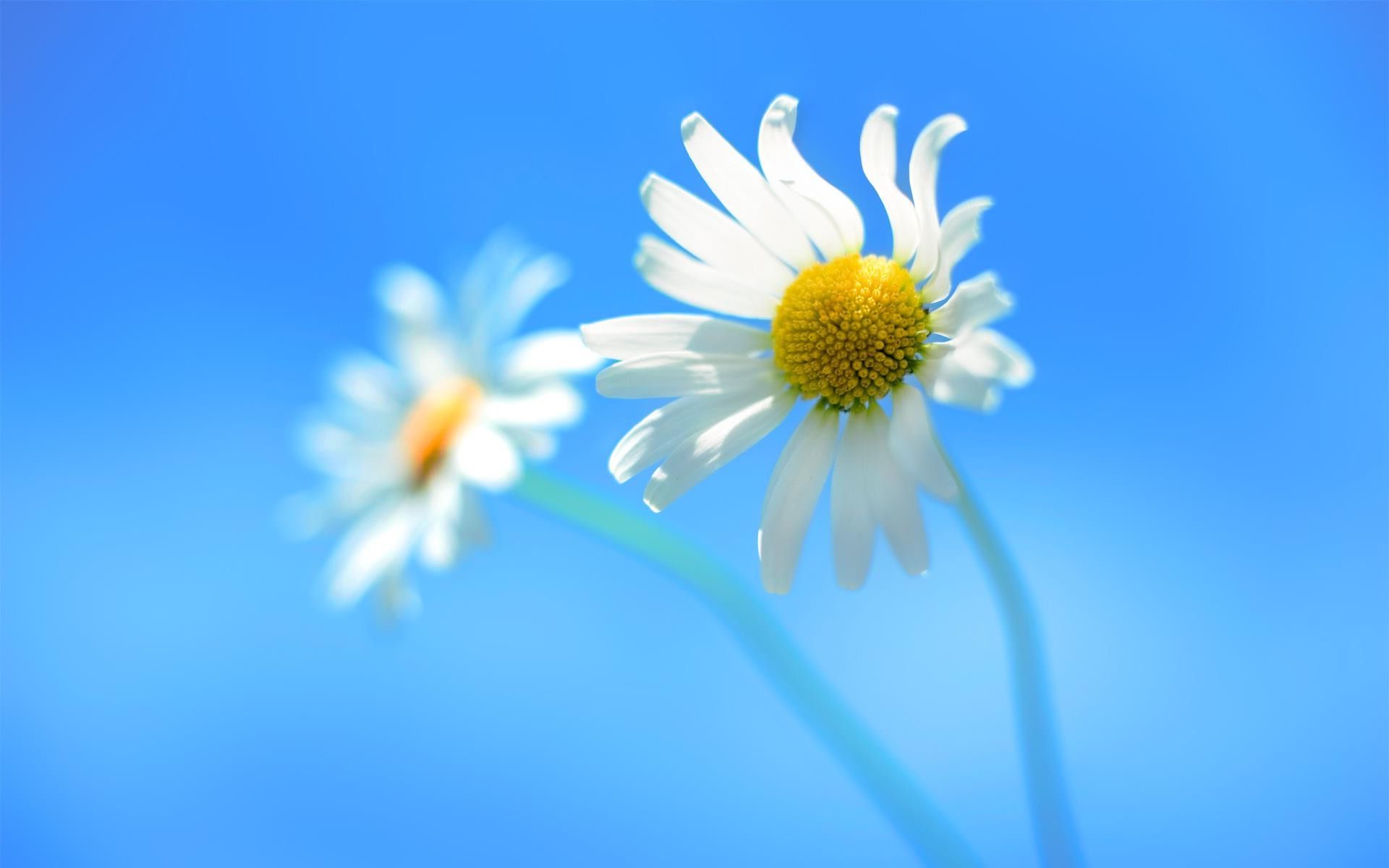 Windows Flower Wallpapers