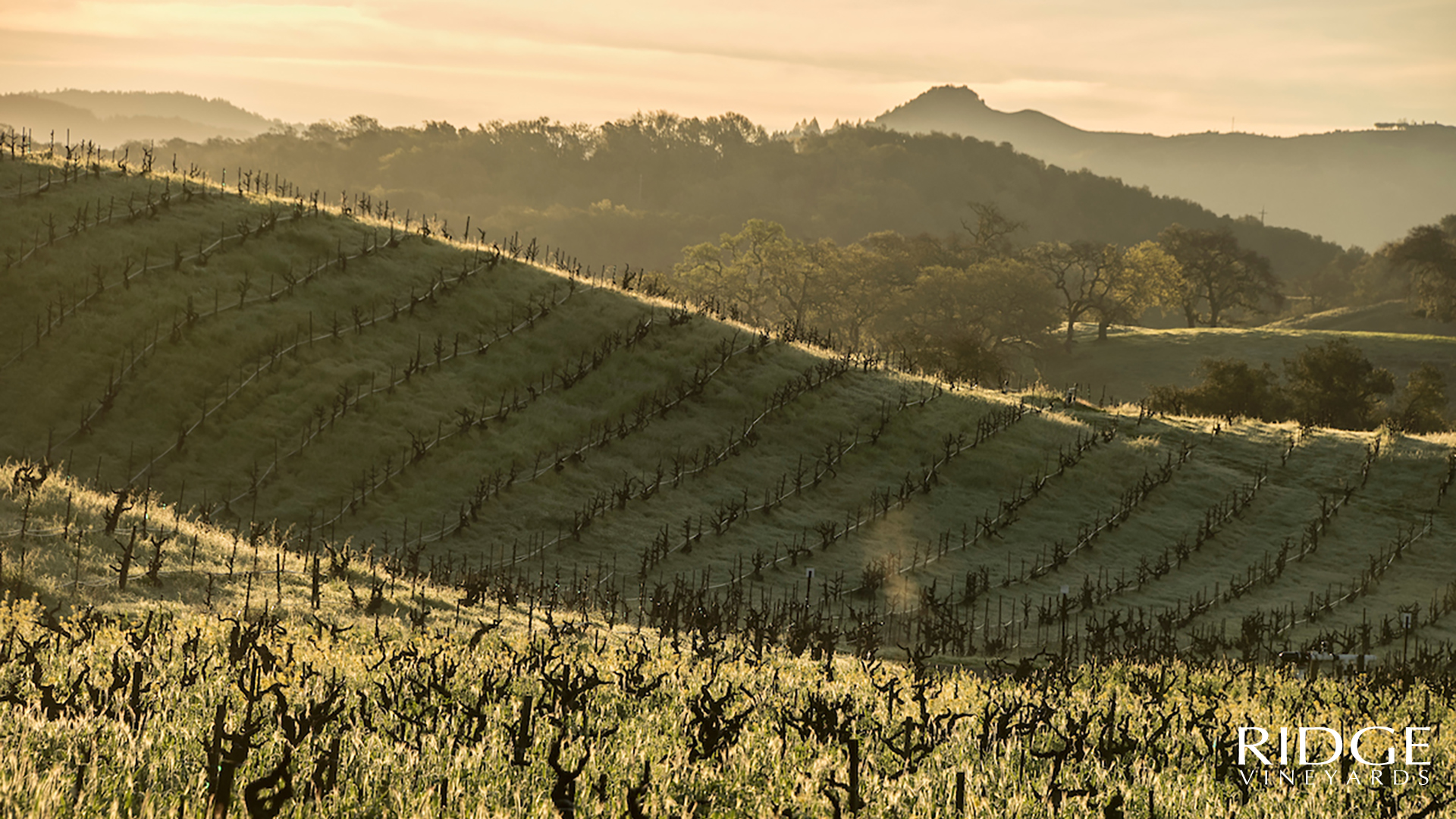 Winery Background