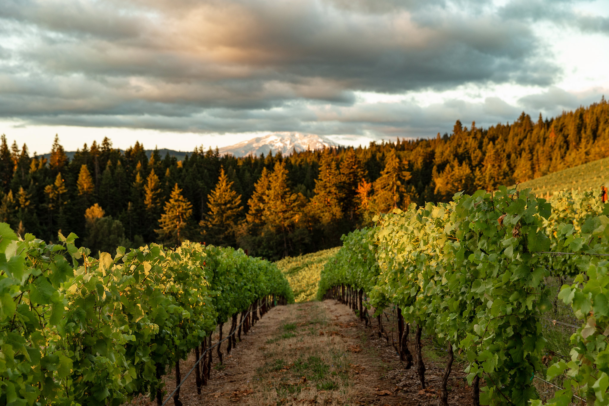 Winery Background