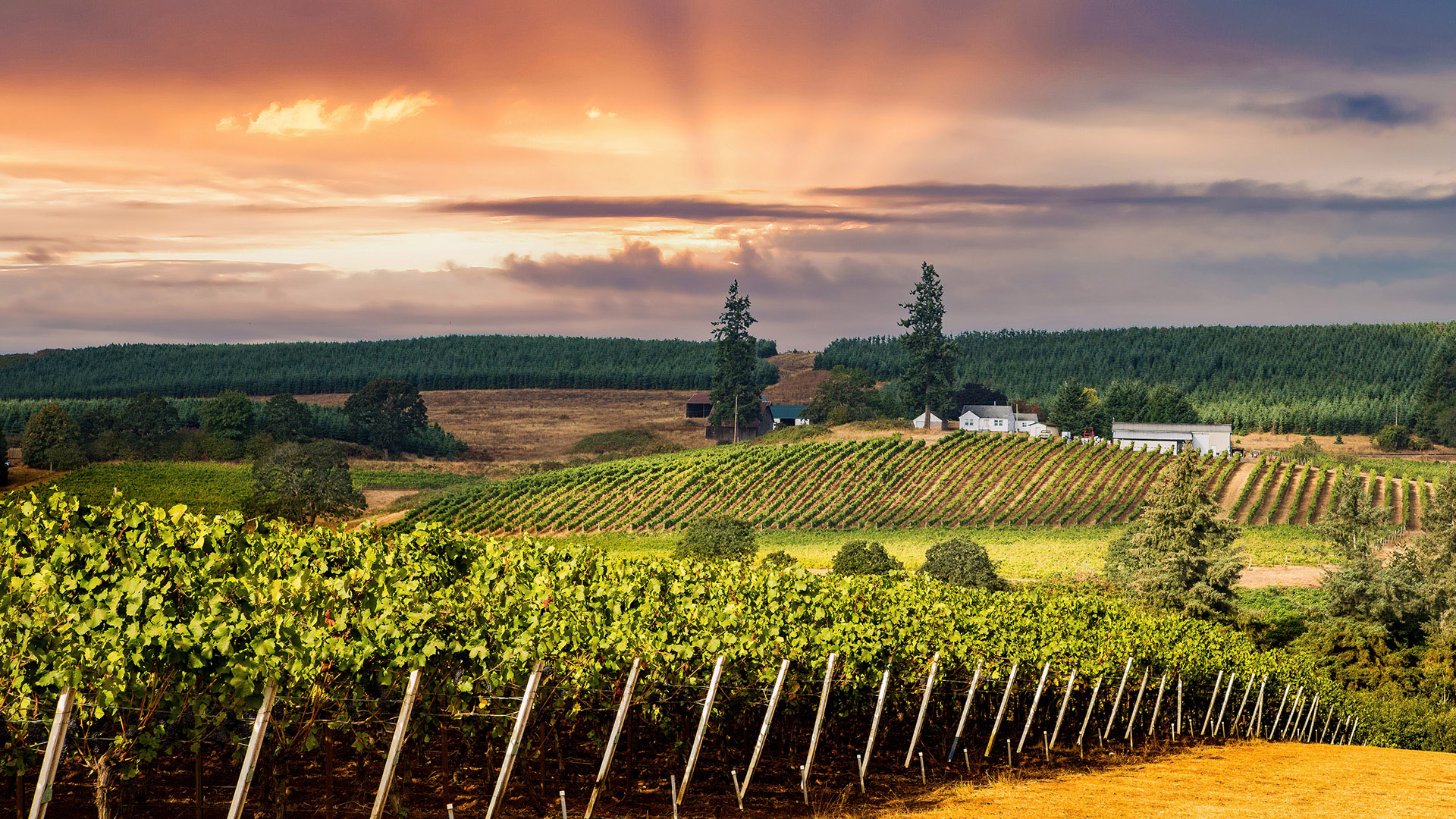 Winery Background