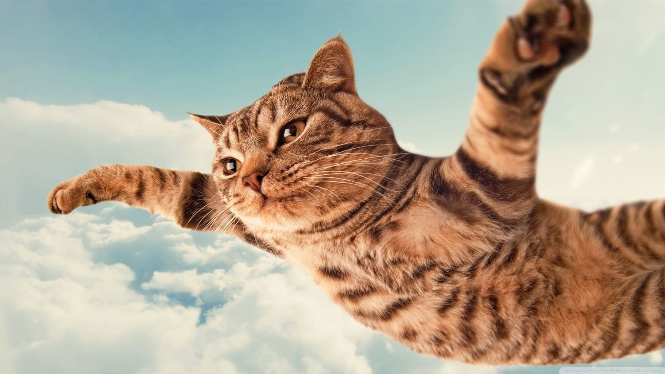 Winged Cats Art Wallpapers