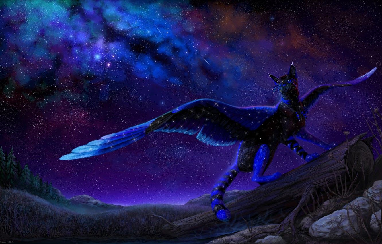 Winged Cats Art Wallpapers