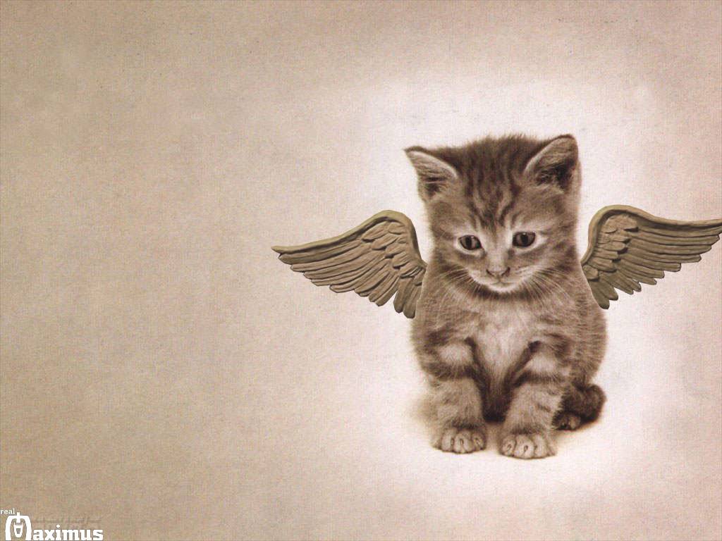 Winged Cats Art Wallpapers