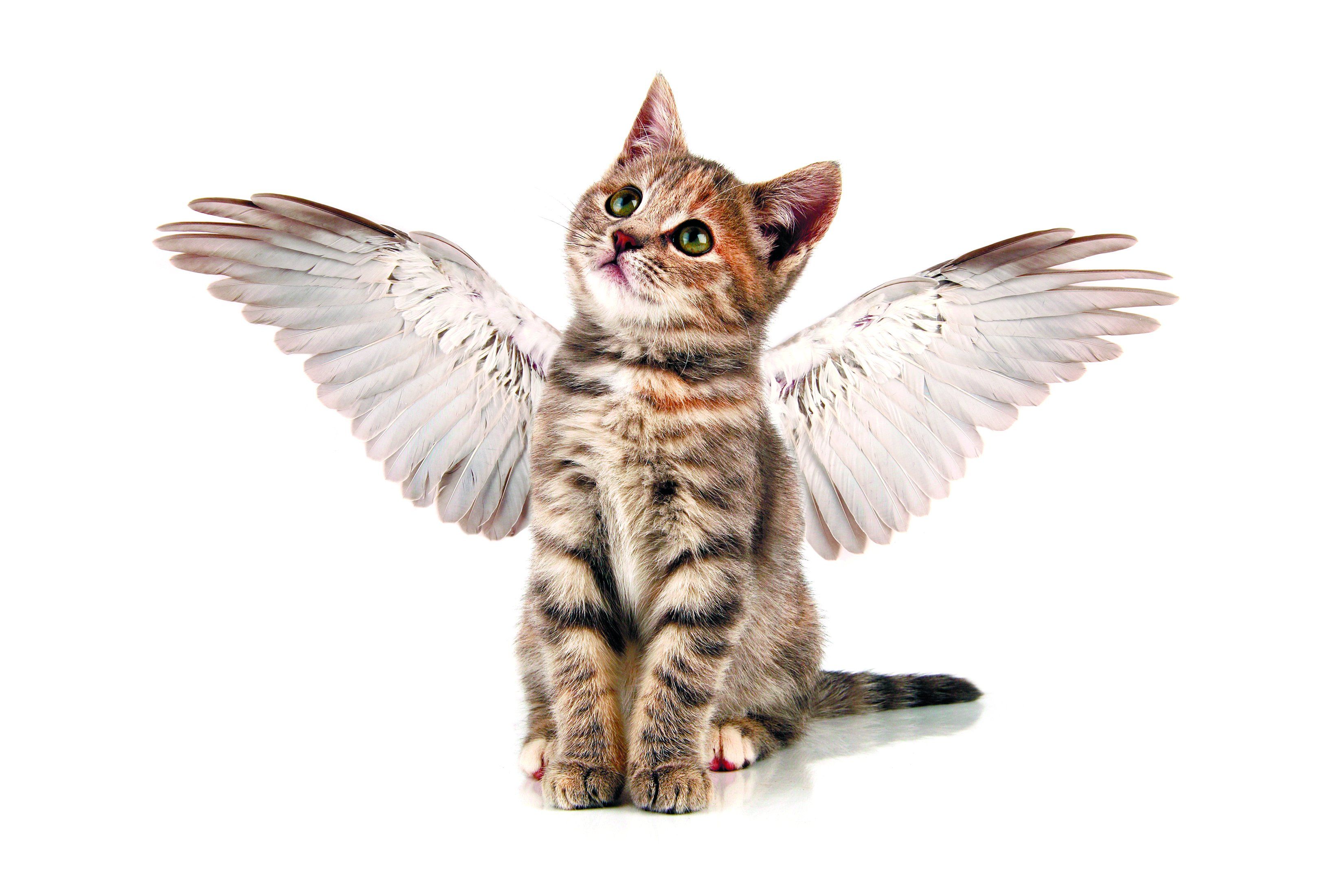 Winged Cats Art Wallpapers