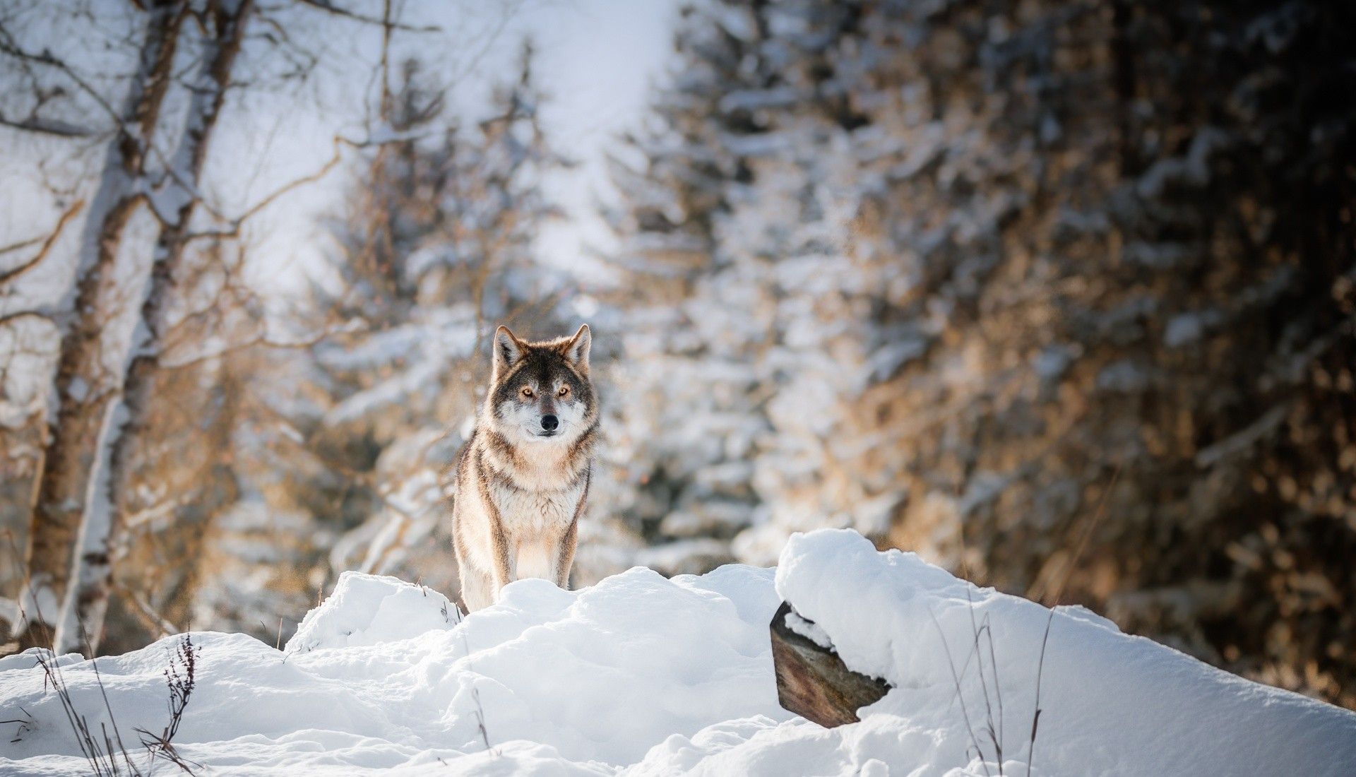 Winter Animal Nature Backgrounds