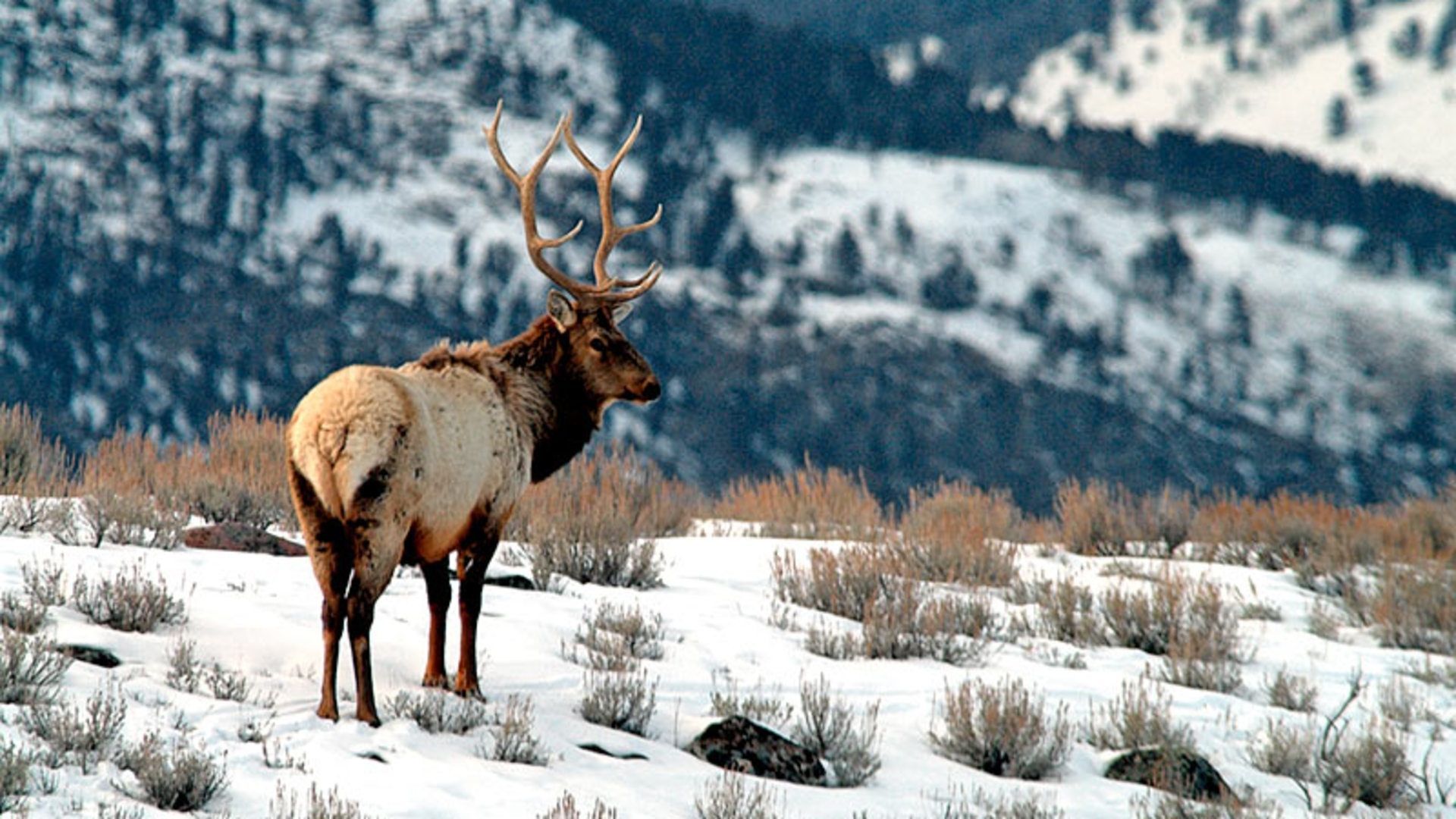 Winter Animal Nature Backgrounds