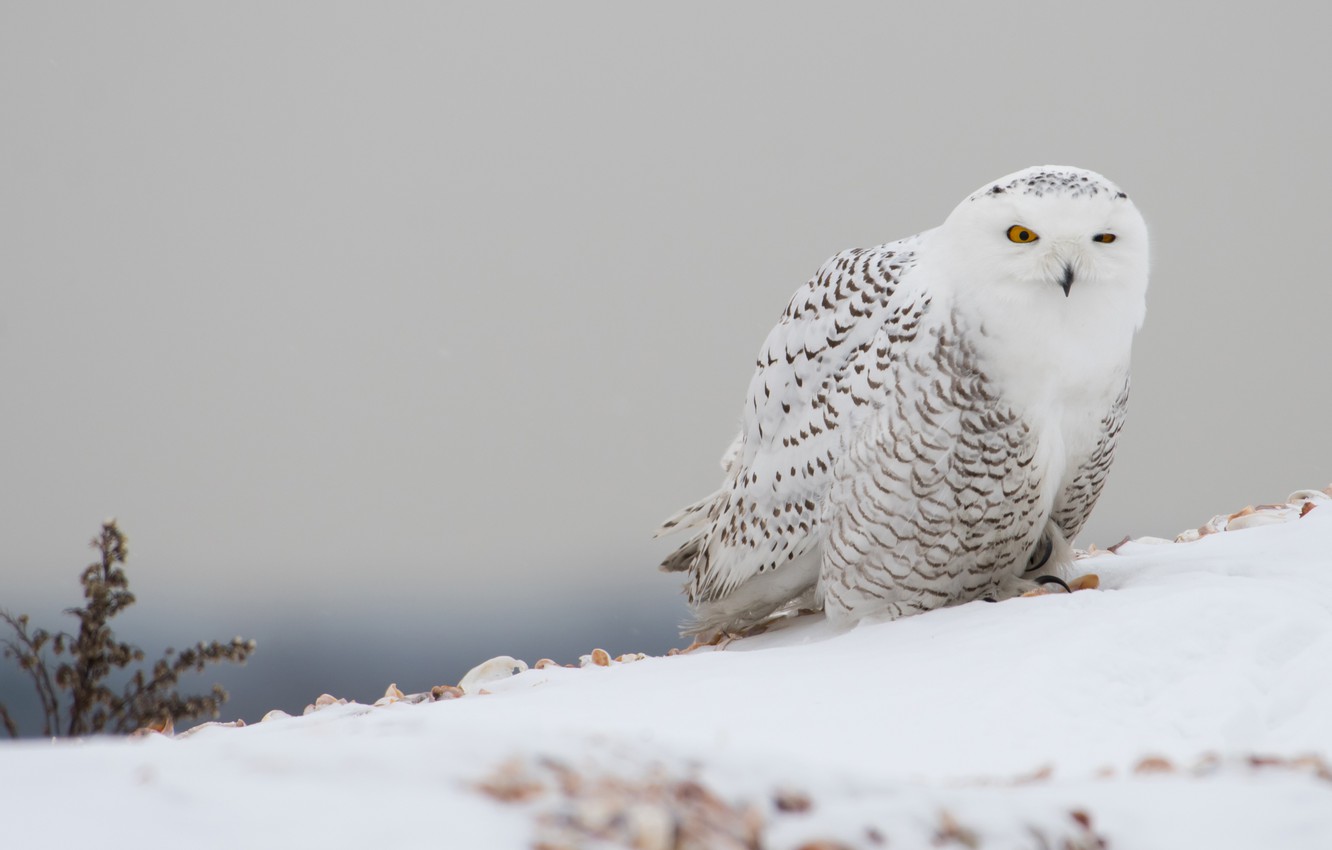 Winter Animal Nature Backgrounds