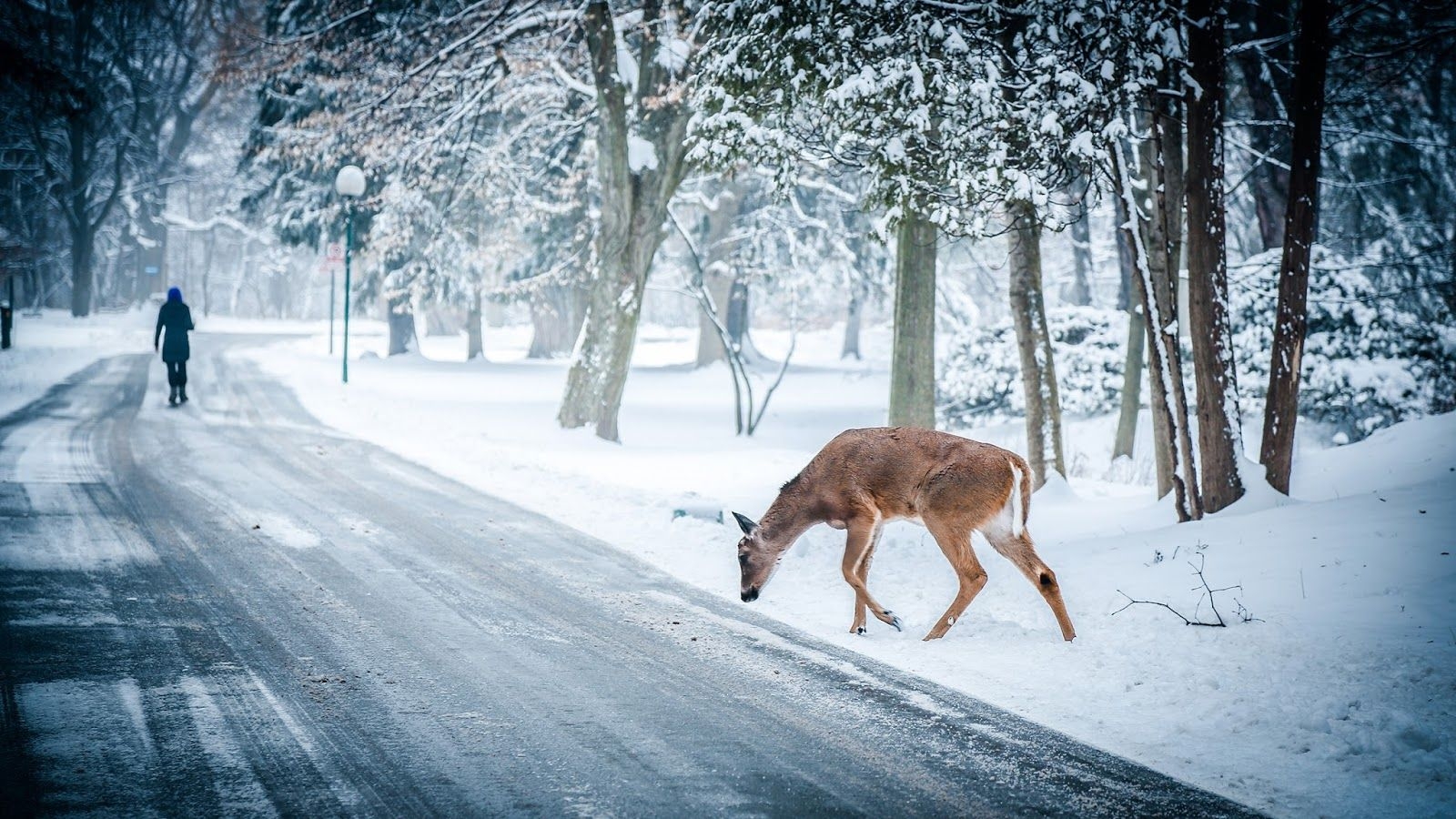 Winter Animal Nature Backgrounds